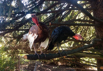 Turkeys in the Pine Trees