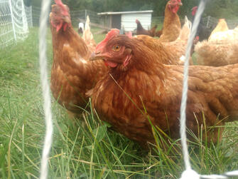Chickens safe inside fencing